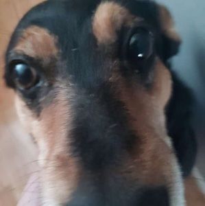 Meet your Posher, Simon